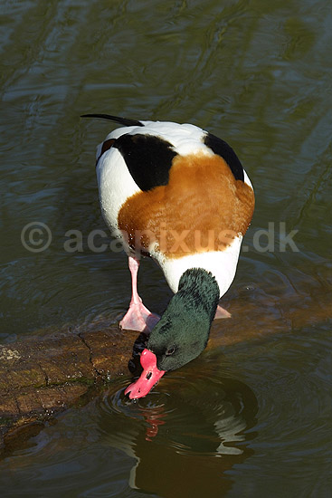 Gravand. Gravand der snadrer i vandoverfladen; Tadorna tadorna, Anatidae; K�benhavn ZOO; ; ; fugle; �nder, Andefugle, Anseriformes, Anatidae