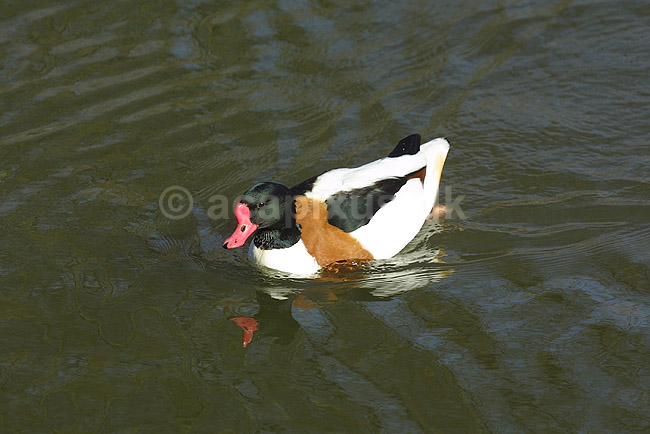 Gravand; Tadorna tadorna, Anatidae; K�benhavn ZOO; ; ; fugle; �nder, Andefugle, Anseriformes, Anatidae