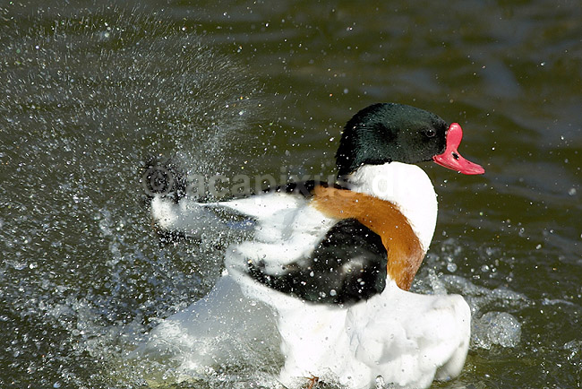 Gravand. Gravand der basker med vingerne under fjerplejen; Tadorna tadorna, Anatidae; K�benhavn ZOO; ; ; fugle; �nder, Andefugle, Anseriformes, Anatidae