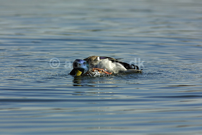 Gr�and. Gr�and i f�rd med at vaske og pleje fjerdragten; Anas platyrhynchos, Anatidae; Utterslev Mose / Sj�lland; ; ; fugle; �nder, Andefugle, Anseriformes, Anatidae