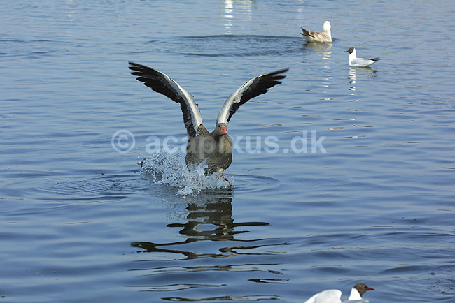 Gr�g�s; Anser anser, Anatidae; Utterslev Mose / Sj�lland; ; ; fugle; G�s, Andefugle, Anseriformes, Anatidae