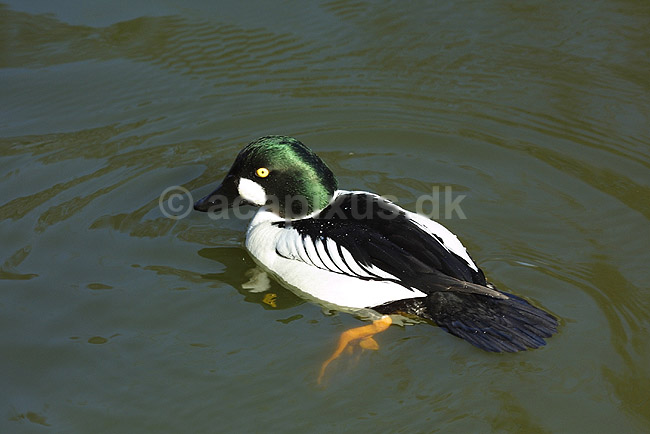 Hvinand; Bucephala clangula, Anatidae; K�benhavn ZOO; ; ; fugle; �nder, Andefugle, Anseriformes, Anatidae, dyk�nder