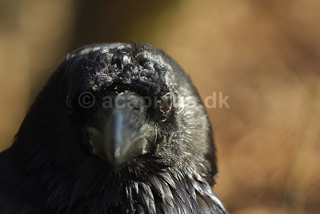 Ravn; Corvus corax, Corvidae; K�benhavn ZOO; ; ; fugle; Kragefugle, Corvidae, ravne