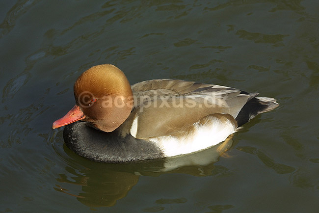 R�dhovedetand. R�dhovedet and; Netta rufina, Anatidae; K�benhavn ZOO; ; ; fugle; �nder, Andefugle, Anseriformes, Anatidae