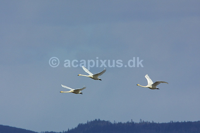 Sangsvaner. Sangsvaner flyver til dansepladsen ved Hornborga S�en; Cygnus cygnus, Anatidae; Hornborga s�en; Sverige; ; fugle; Andefugle, Anseriformes, Anatidae