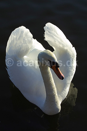 Knopsvane; Cygnus olor, Anatidae; Utterslev Mose / Sj�lland; ; ; fugle; Andefugle, Anseriformes, Anatidae, Knopsvaner