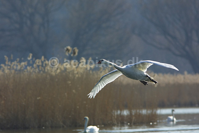 Knopsvane. Knopsvane l�gger an til landing i Utterslev Mose; Cygnus olor, Anatidae; Utterslev Mose / Sj�lland; ; ; fugle; Andefugle, Anseriformes, Anatidae, Knopsvaner