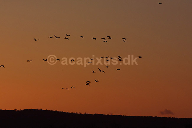 Traner. Traner flyver til dansepladsen ved Hornborga S�en i morgenskumringen; Grus grus, Gruidae; Hornborga s�en; Sverige; ; fugle; Tranefugle, Gruidae, Traner