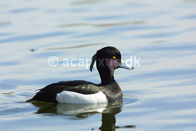 Troldand; Aythya fuligula, Anatidae; Utterslev Mose / Sj�lland; ; ; fugle; Andefugle, Anseriformes, Anatidae