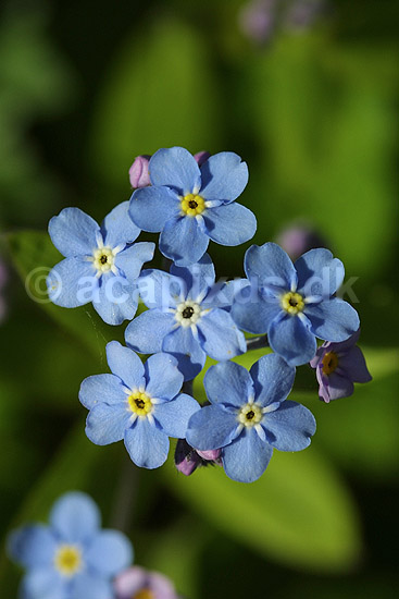 Forglemmigej. Forglemmigej, sandsynligvis Bakkeforglemmigej; Myosotis ramosissima; Nordsj�lland; ; ; planter; Rublad-familien, Boraginaceae