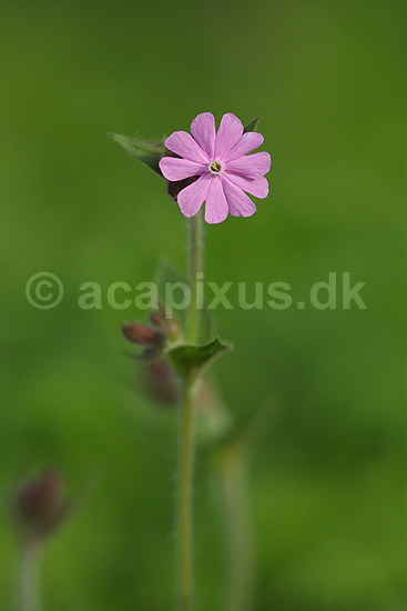 Kodriver; Primula spec; K�benhavn ZOO; ; ; planter; Kodriver-familien, Primulaceae, blomster