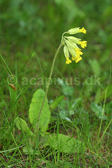 Hulkravetkodriver. Hulkravet kodriver p� M�ns Klint; Primula veris; K�benhavn ZOO; ; ; planter; Kodriver-familien, Primulaceae, blomster