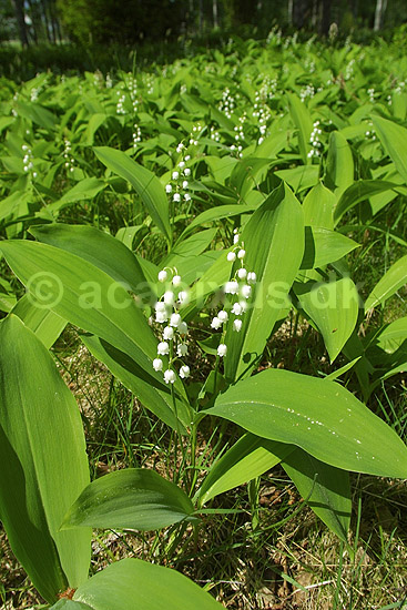 Liljekonvaller. Liljekonvaller i skovbunden; Convallaria majalis; H�kens�s; ; ; planter; Konval-familien, Convallariaceae, blomster