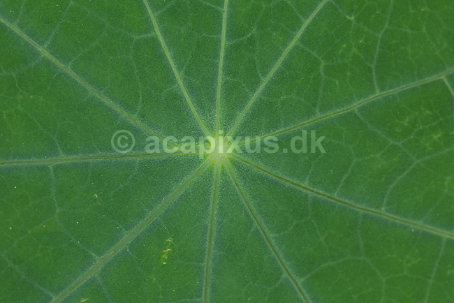 Blomsterkarse. Bladcentrum af blomsterkarse; Tropaeolum majus; KVL's Have; ; ; planter; Tropaeolum-familien, Tropaeolaceea