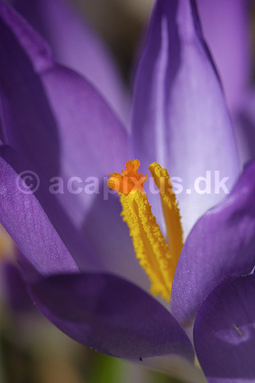Krokus. Krokus p� krokuspl�nen i Frederiksberg Have; Crocus spec. Iridaceae; Frederiksberg Have; ; ; planter; Iris-familien, Iridaceae, l�gplanter, haveblomster, haveplanter, parker, For�rsblomster