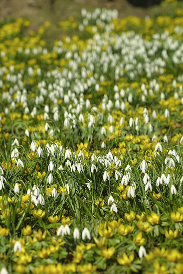 For�rsblomster. Vinterblommer (Erantis) og vinterg�kker i KVL's Have; Eranthis hyemalis og Galanthus nivalis; KVL's Have; ; ; planter; Lilje-familien, Liliaceae, Ranunkel-familien, Ranunculaceae, l�gplanter, haveblomster, haveplanter, parker, For�rsblomster