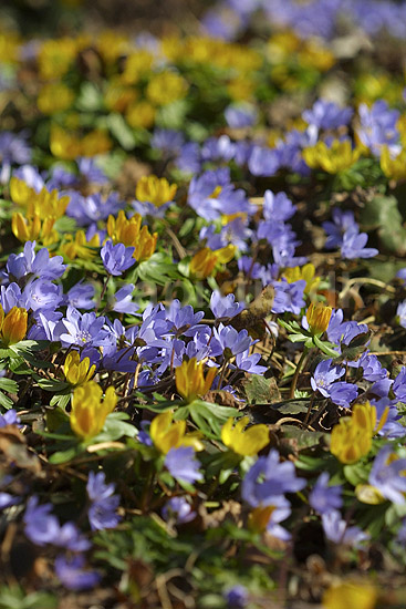 For�rsblomster. Vinterblommer (Erantis) og Bl� Anemoner i KVL's Have; Eranthis hyemalis og Anemone hepatica; KVL's Have; ; ; planter; Ranunkel-familien, Ranunculaceae, l�gplanter, haveblomster, haveplanter, parker, For�rsblomster