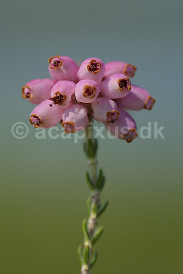Klokkelyng. Klokkelyng blomster i klase; Erica tetralix; R�dhus Strand / Nordjylland; ; ; planter; Lyng-familien, Ericaceae, Ericales, klitplanter, lyngplanter