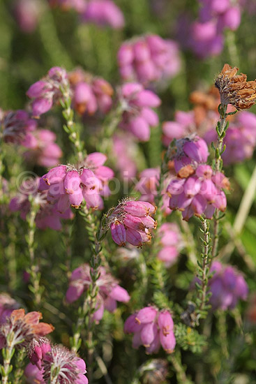 Klokkelyng. Klokkelyng blomster i klase; Erica tetralix; R�dhus Strand / Nordjylland; ; ; planter; Lyng-familien, Ericaceae, Ericales, klitplanter, lyngplanter
