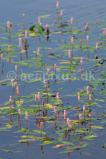 Vandpileurt. Blomstrende vandpileurt i Vandplasken ved K�rsg�rd Strand; Persicaria amphibia; Vandplasken / K�rsg�rd Strand / L�nstrup / Nordjylland; ; ; planter; Persicaria amphibium, Pileurt-familien, Polygonaceae, Skedekn�-ordenen, Polygonales, vandplanter, pileurter