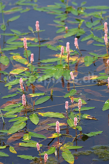 Vandpileurt. Blomstrende vandpileurt i Vandplasken ved K�rsg�rd Strand; Persicaria amphibia; Vandplasken / K�rsg�rd Strand / L�nstrup / Nordjylland; ; ; planter; Persicaria amphibium, Pileurt-familien, Polygonaceae, Skedekn�-ordenen, Polygonales, vandplanter, pileurter