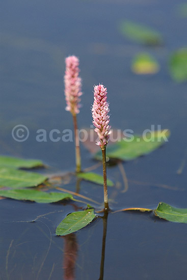 Vandpileurt. Blomstrende vandpileurt i Vandplasken ved K�rsg�rd Strand; Persicaria amphibia; Vandplasken / K�rsg�rd Strand / L�nstrup / Nordjylland; ; ; planter; Persicaria amphibium, Pileurt-familien, Polygonaceae, Skedekn�-ordenen, Polygonales, vandplanter, pileurter