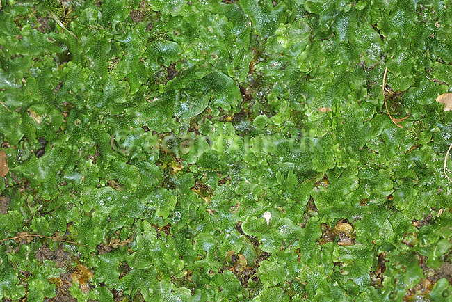 Levermos. Levermos voksende p� skr�nt i Fosdalen; ; Fosdalen / Fjeritslev; Danmark; ; planter; Levermosser, Mosser, Bryophyta