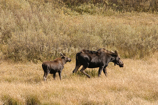 Moose. Elgko med kalv vandrer gennem eng; Alces alces americana; Grand Teton National Park / Wyoming; USA; Nord Amerika; pattedyr; Elg, elge, elsdyr, hjorte, Cervidae, Parrett�ede hovdyr, Artiodactyla