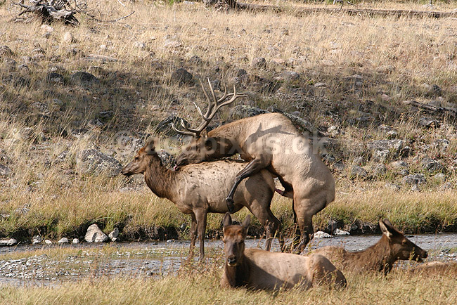 Wapiti. Wapiti eller amerikansk kronhjort eller elks i Yellowstone der parrer sig.; Cervus elaphus nelsoni, Cervus canadensis; Yellowstone National Park / Wyoming; USA; Nord Amerika; pattedyr; Hjorte, kronhjorte, Cervidae, Parrett�ede hovdyr, Artiodactyla, sex, reproduktion