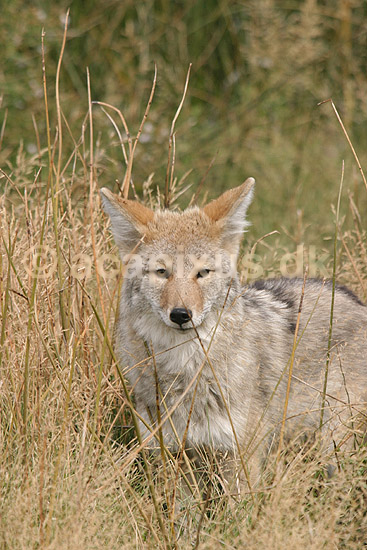 Pr�rieulv. Pr�rieulv eller cayote; Canis latrans; Yellowstone National Park / Wyoming; USA; Nord Amerika; pattedyr; Hunde, Canidae, rovdyr, Carnivora, pr�rieulve